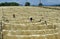 Rope of Sisal Plant, agave sisalana, Drying Fibers, Factory at Fort Dauphin in Madagascar