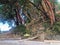 A rope swing attached to a tree branch along the beautiful shores of Tent Island