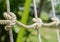 Rope, tie a knot tied to a mesh of metal poles for children to climb.