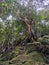 Rope tied on dense tropical trees and mossy rocks for pinnacles trek in rainforest mountain. Tropical forest or jungle landscape