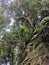 Rope tied on dense tropical trees and mossy rocks for pinnacles trek in rainforest mountain. Tropical forest or jungle landscape