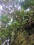 Rope tied on dense tropical trees and mossy rocks for pinnacles trek in rainforest mountain. Tropical forest or jungle landscape