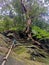 Rope tied on dense tropical trees and mossy rocks for pinnacles trek in rainforest mountain. Tropical forest or jungle landscape