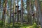 Rope trail in the trees / Ropes course in the trees