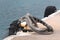 Ropes lying on a jetty, tied to tires used to tie boats