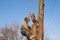 Ropes supporting man sawing tree