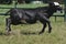 Roping of an Angus calf for branding