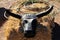 Roping steer head