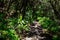 Roque Agando - Mystical hiking trail through the laurel forest in Garajonay National Park, La Gomera, Canary Islands, Spain,