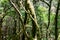 Roque Agando - Mystical hiking trail through the laurel forest in Garajonay National Park, La Gomera, Canary Islands, Spain,