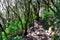 Roque Agando - Mystical hiking trail through the laurel forest in Garajonay National Park, La Gomera, Canary Islands, Spain,