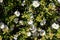 Roque Agando - Selective focus on white flower Montpelier rock rose on La Gomera