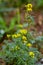 Rorippa amphibia flower growing in field