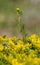 Rorippa sylvestris: Solitary Yellow Fieldcress amidst Sedum acre: Goldmoss Stonecrop Bush