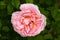 Rosa `Abraham Darby` close up