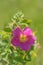 Rosa acicularis - Wild Rose Bush Flowering