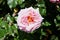 Rosa \'Aloha\', Rambling Hybrid Tea Rose