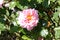 Rosa \'Aloha\', Rambling Hybrid Tea Rose