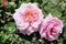 Rosa \'Aloha\', Rambling Hybrid Tea Rose