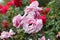 Rosa \'Aloha\', Rambling Hybrid Tea Rose