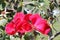 Rosa \'Altissimo\', large flowered climbing rose