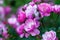 Rosa Angela Angelica - Floribunda rose by Kordes with cupped, rose-pink flowers