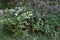 Rosa arvensis blooms with white flowers in May. Berlin, Germany