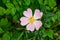 Rosa Canina or dog rose covered by drops of dew