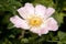 Rosa canina; dog rose in hedge, Constance