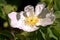 Rosa canina; dog rose in hedge, Constance