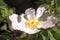 Rosa canina; dog rose in hedge, Constance