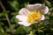 Rosa canina; dog rose in hedge, Constance