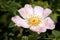 Rosa canina; dog rose in hedge, Constance