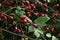 Rosa canina fruit. Rosehip bush in October. The rose hip in autumn. Berries on a bush.