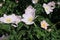 Rosa canina with pink flowers.