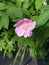 Rosa canina  with raindrops.