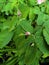 Rosa canina  with raindrops.