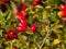 Rosa canina - Wild rose fruit on autumn