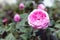 Rosa centifolia flower