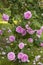Rosa Centifolia Foliacea The Provence Rose or Cabbage Rose is a hybrid