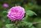 Rosa Centifolia (Rose des Peintres) flower