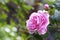 Rosa Centifolia Rose des Peintres flower