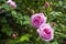 Rosa Centifolia Rose des Peintres flower closeup in a sunny summer day