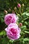 Rosa Centifolia Rose des Peintres flower closeup in a sunny summer day