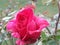 Rosa color rosa / Pink rose