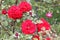 Rosa \'Crimson Bouquet\'