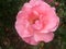 rosa damascena. pink rose flower. rose garden.