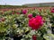 Rosa damascena plants have fragrant flowers