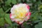 Rosa double delight hybrid tea rose