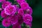 Rosa Elmshorn - rich magenta-pink roses by Kordes